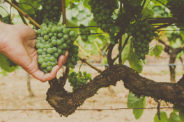 Cosecha 2022, la cosecha de la sequía